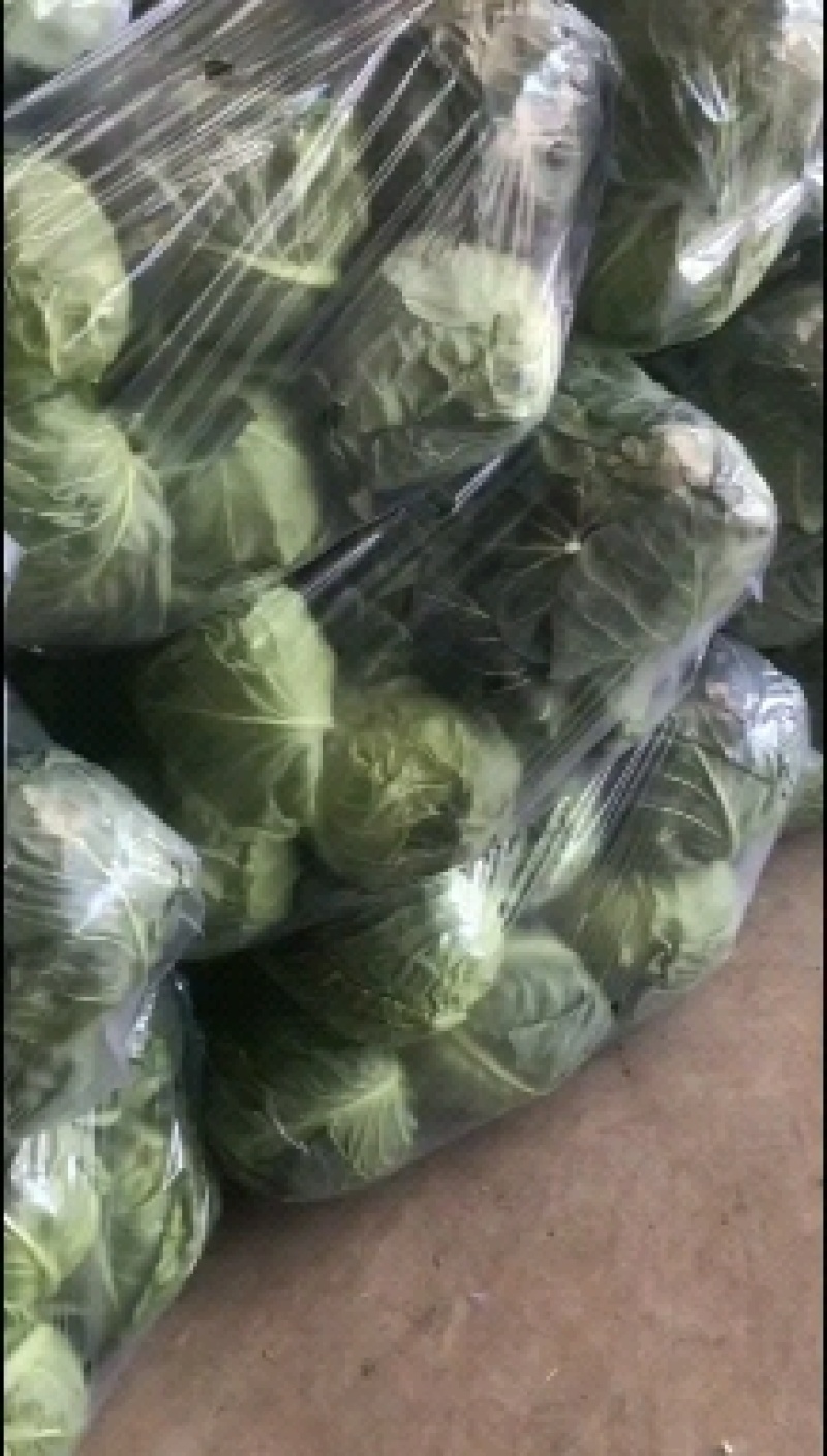 精品甘蓝产地直销价格便宜有需要的联系