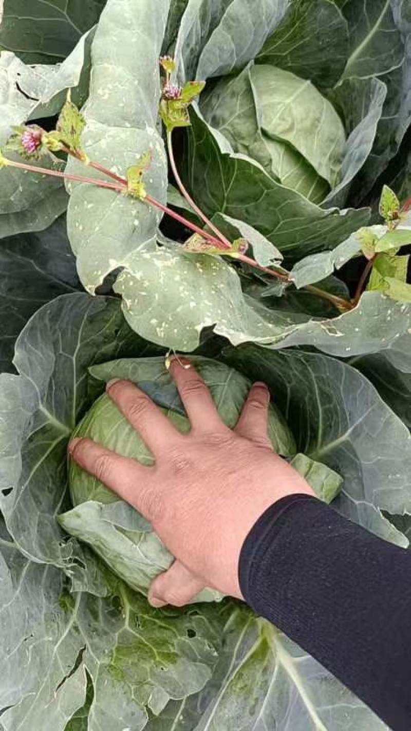 精品甘蓝产地直销价格便宜有需要的联系