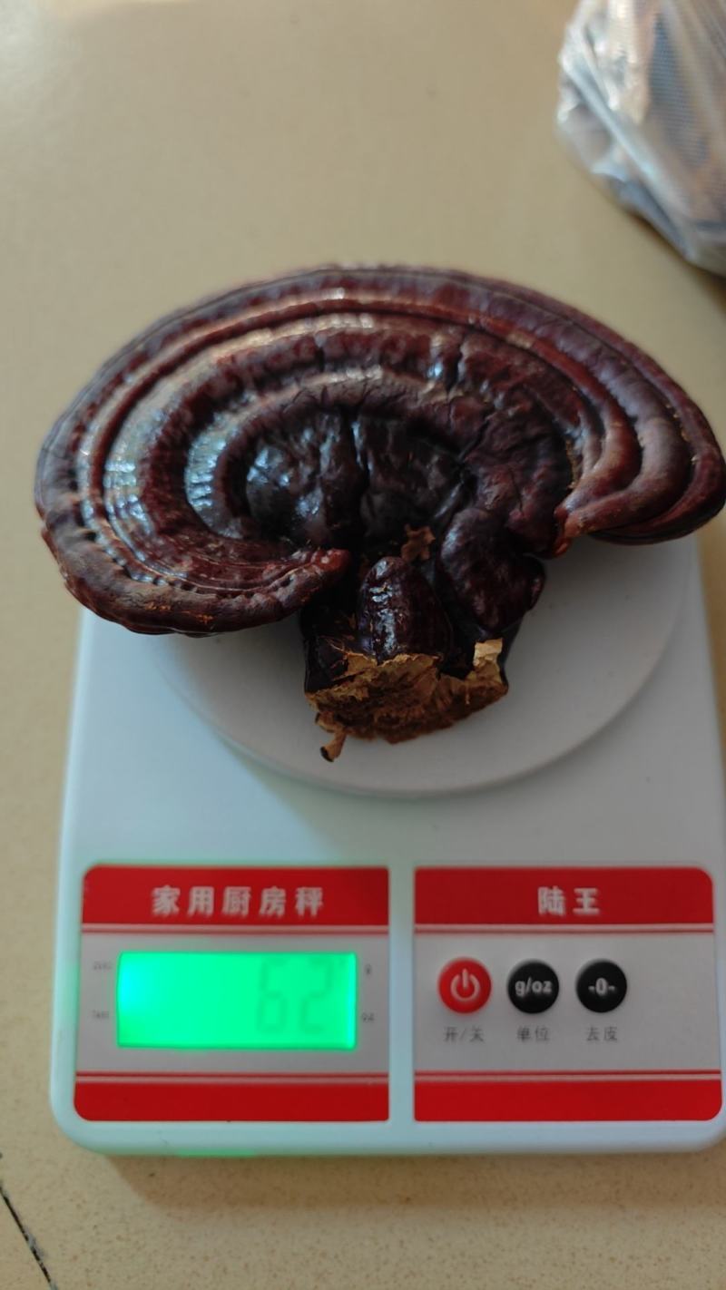 紫灵芝、灵芝基地自产自销，源头厂家，欢迎咨询选购。