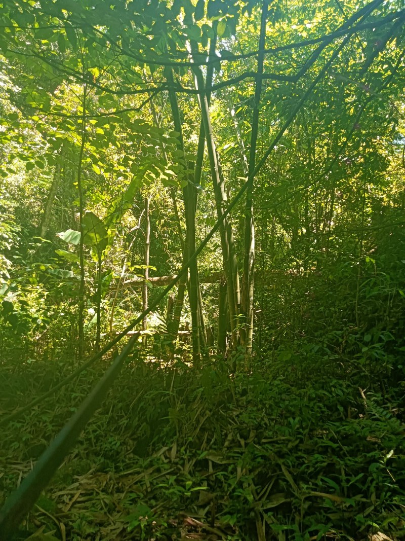 甜笋
