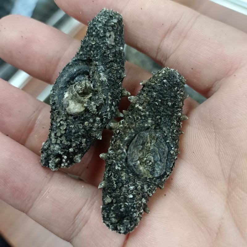 小胖子原生态无添加60头辽参需要的来批