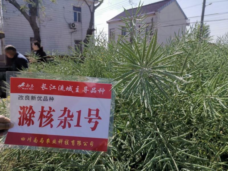 滁核杂1号油菜种子矮杆高产分枝多高含油结荚密榨油菜籽种子