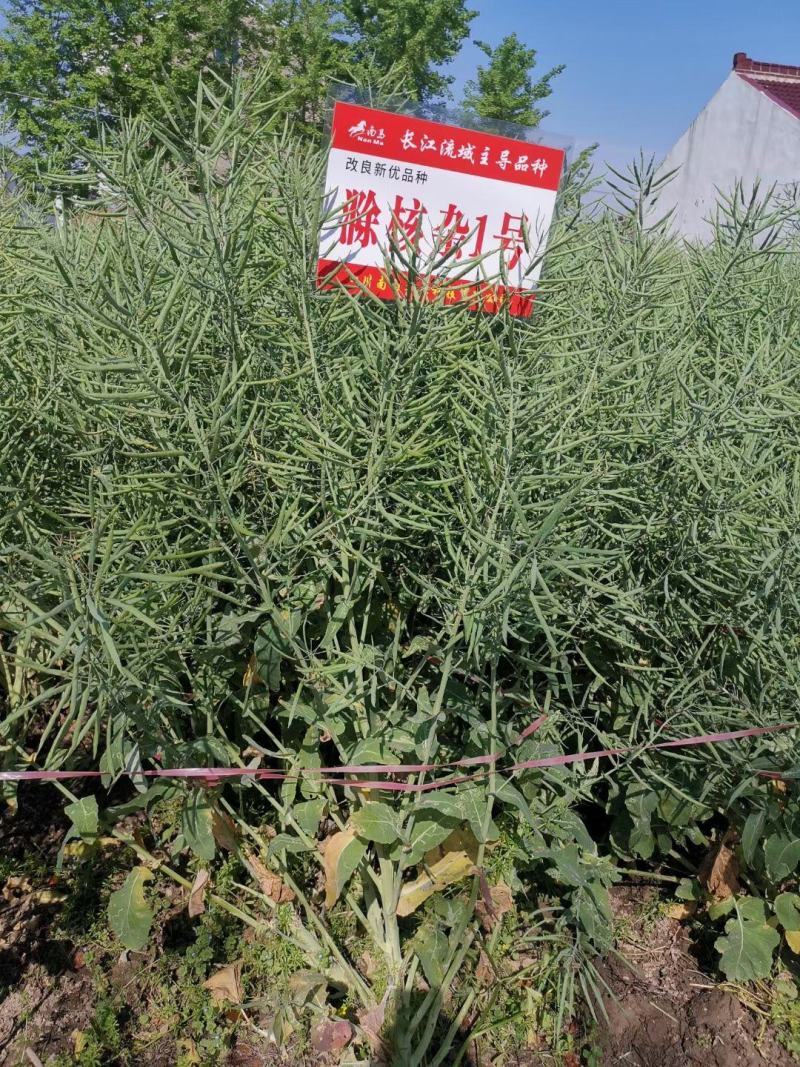 滁核杂1号油菜种子矮杆高产分枝多高含油结荚密榨油菜籽种子