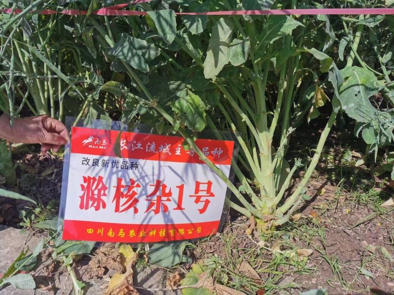 滁核杂1号油菜种子矮杆高产分枝多高含油结荚密榨油菜籽种子