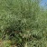 滁核杂1号油菜种子矮杆高产分枝多高含油结荚密榨油菜籽种子