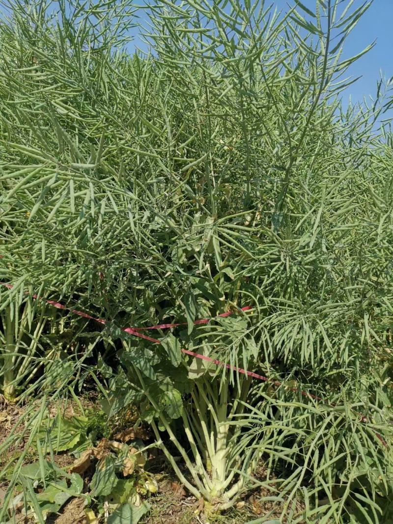 滁核杂1号油菜种子矮杆高产分枝多高含油结荚密榨油菜籽种子