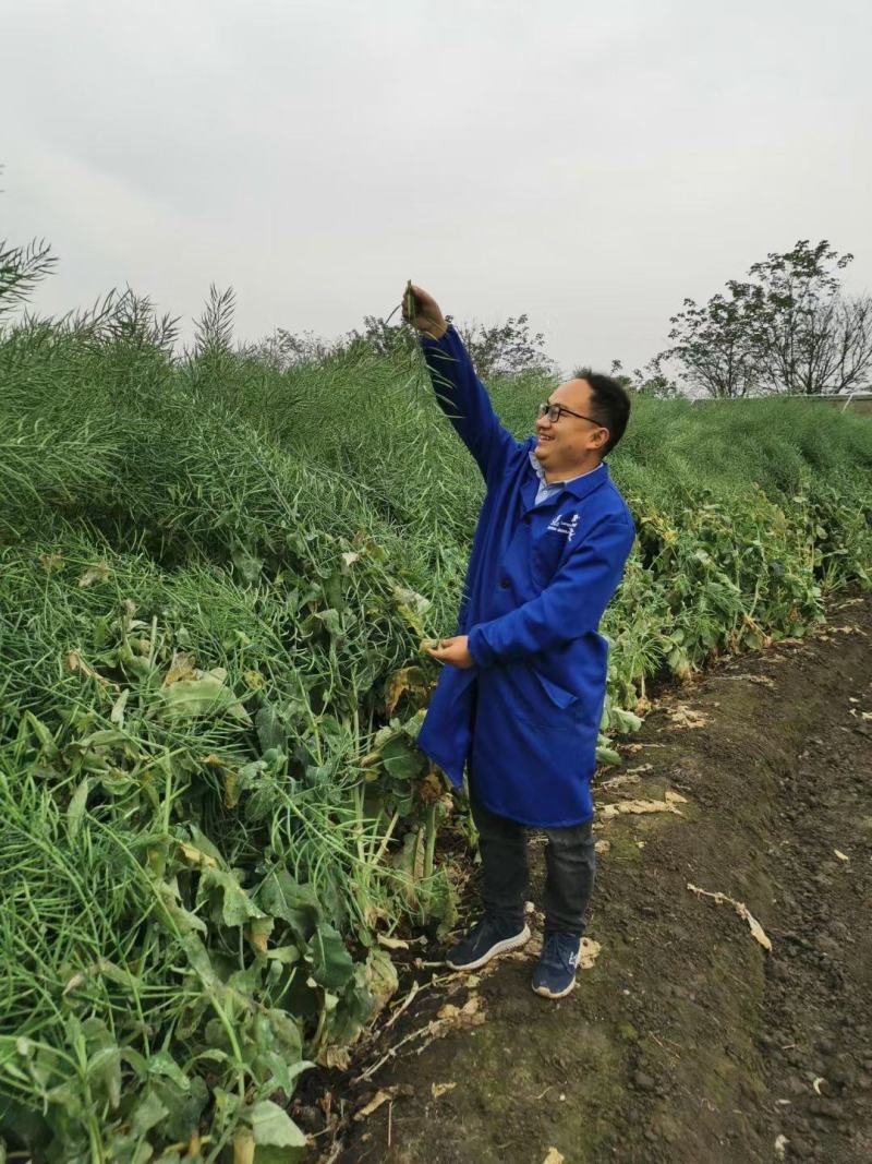 龙盛1号滴滴香油菜种子胖荚大籽矮脚抗倒伏出油高菜籽