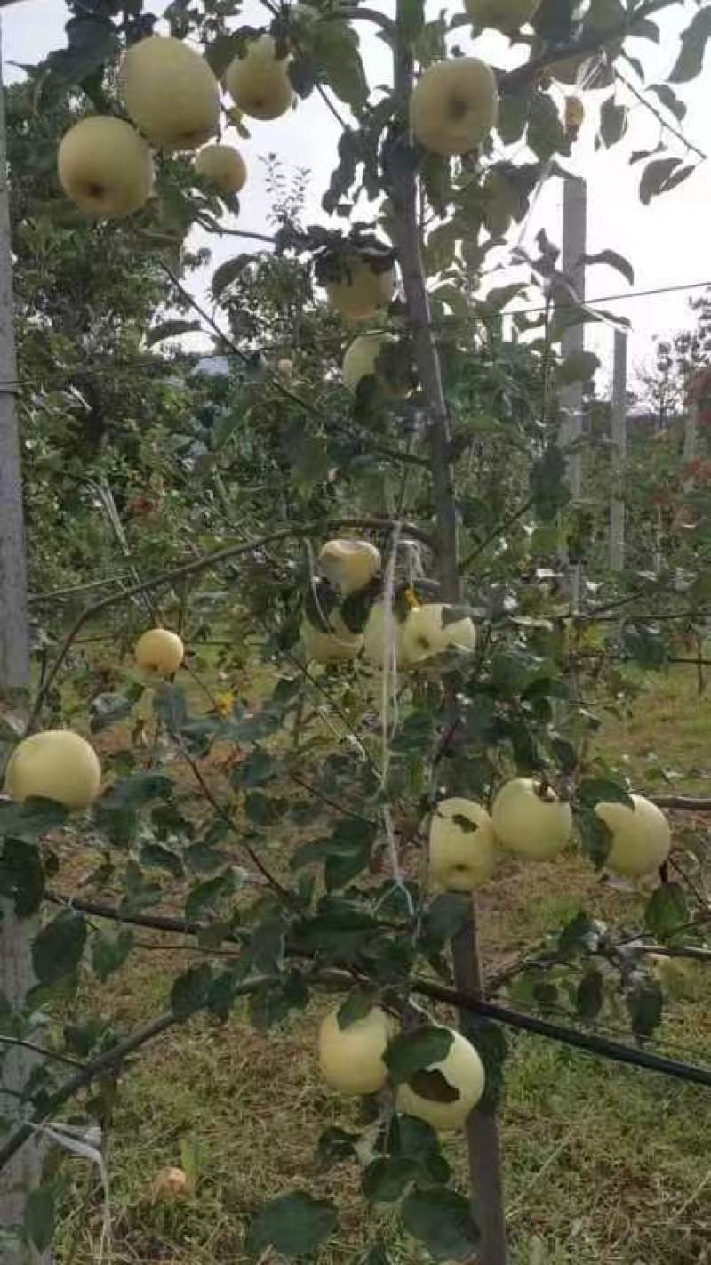 三门峡灵宝市纸代（华硕）苹果上市中，口感香脆酥甜。