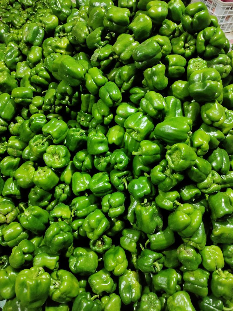 山西晋北绿色甜椒、青椒、圆椒货源稳定价格便宜欢迎咨询