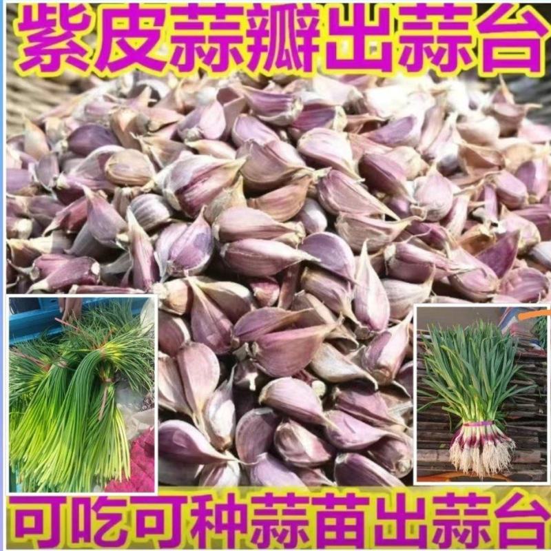红根蒜苗种子，川蒜种子，蒜苗种子，四季蒜苗种子，大蒜种子