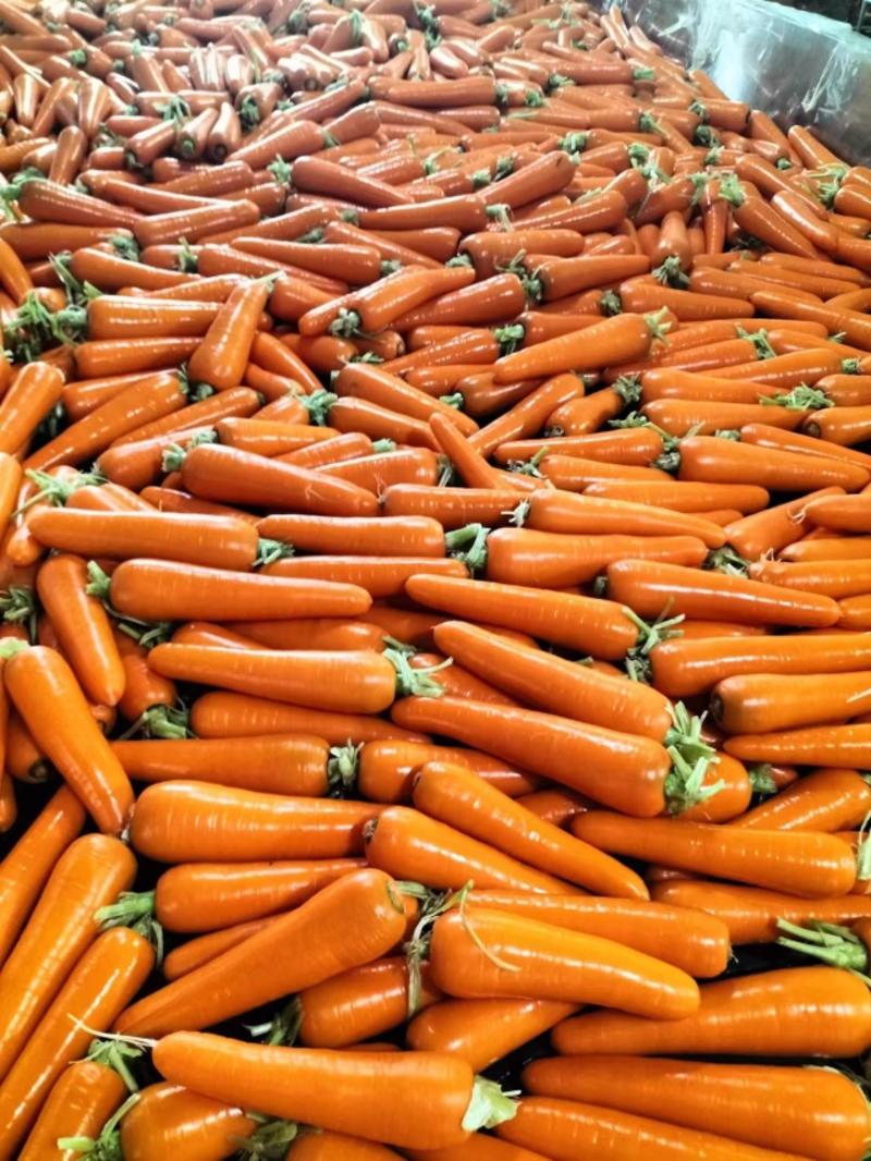 榆林发货带叶胡萝卜大量上市对接全国采购商欢迎来电
