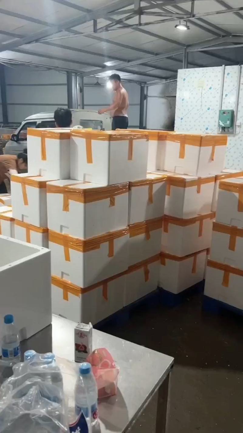 福建生蚝，三倍体二倍体，半壳烧烤蚝鲜活肥美长期有货