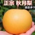 秋月梨，脆甜多汁，肉细无渣，大量上市，整车批发。对接电商