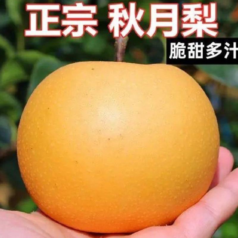 秋月梨，脆甜多汁，肉细无渣，大量上市，整车批发。对接电商