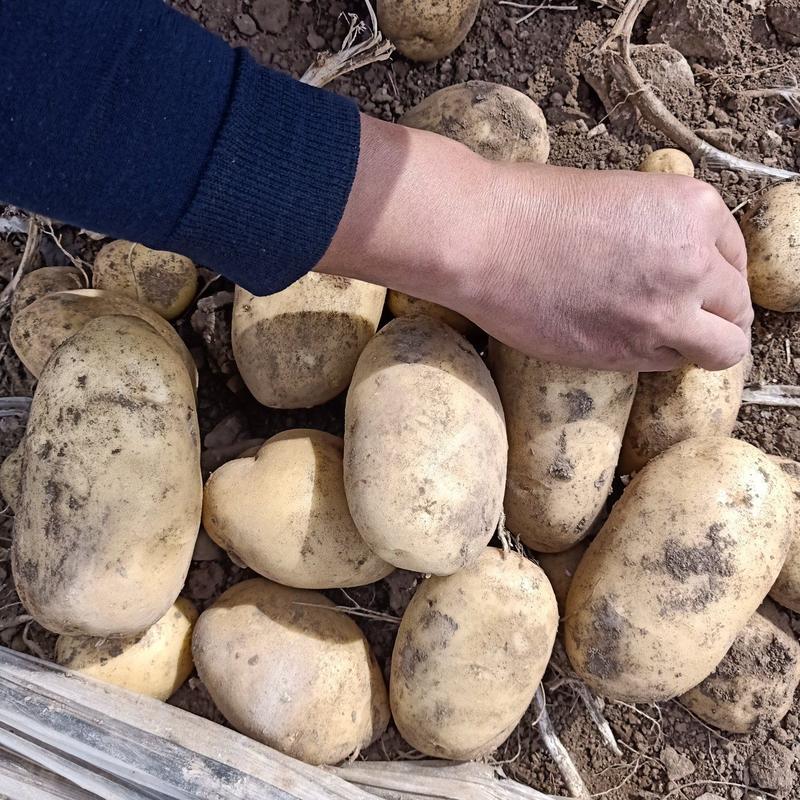 精品希森土豆，V7.产地直供，皮毛好，个头大，无疫病，
