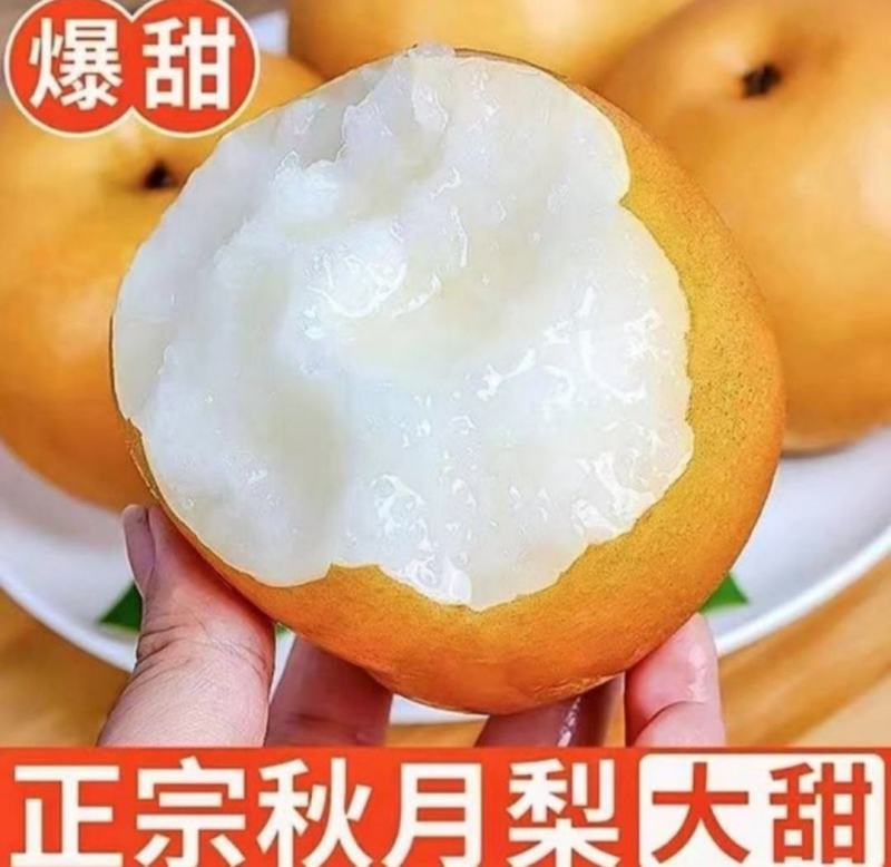 秋月梨，脆甜多汁，肉细无渣，大量上市，整车批发。对接电商