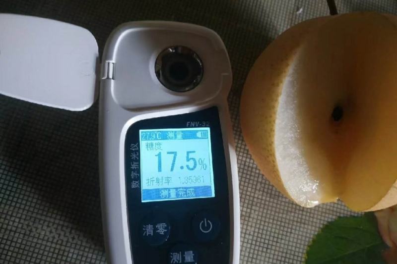 秋月梨，脆甜多汁，肉细无渣，大量上市，整车批发。对接电商