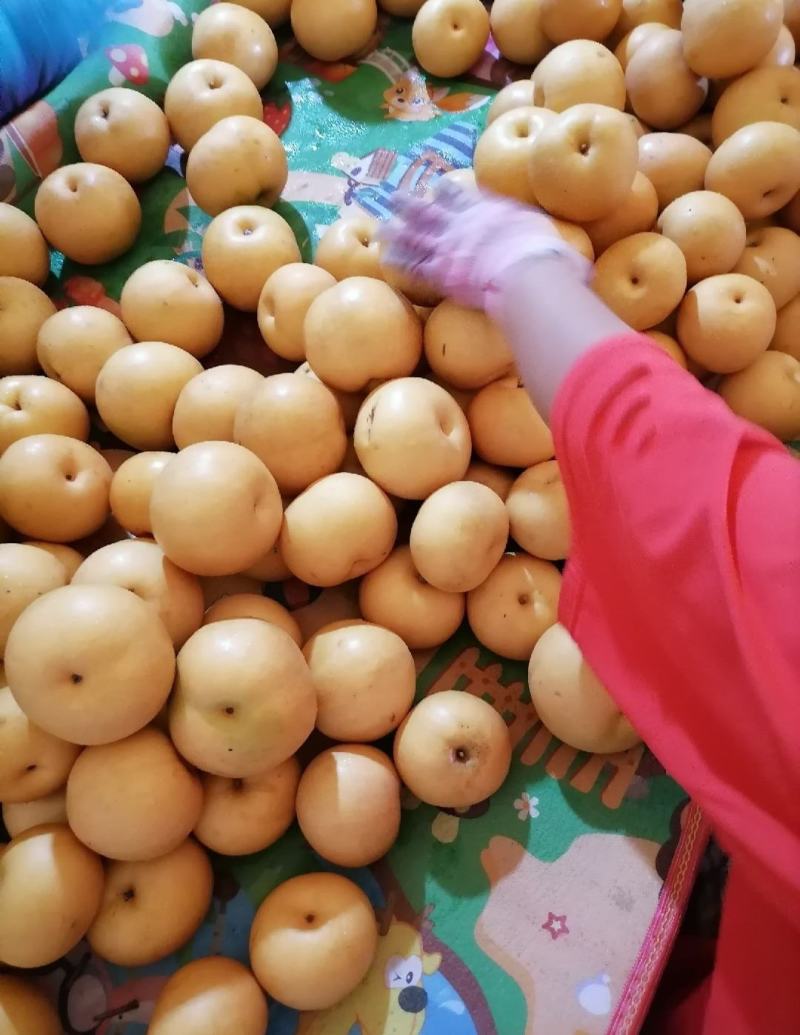 秋月梨，脆甜多汁，肉细无渣，大量上市，整车批发。对接电商