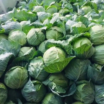 精品甘蓝圆包菜大量上市品质保证一手货源量大从优