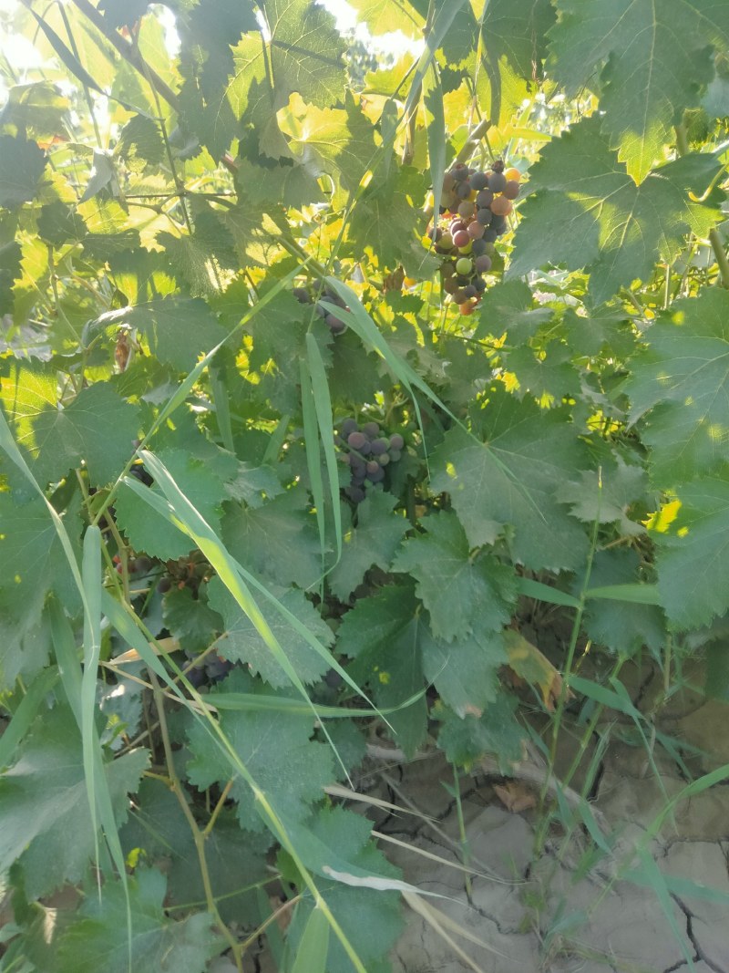 巨峰红提一起上有要的老板联系我