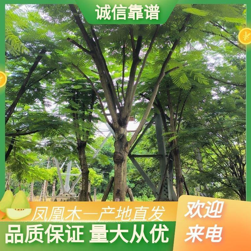 出售凤凰木移植袋苗挖地苗需要的老板联系