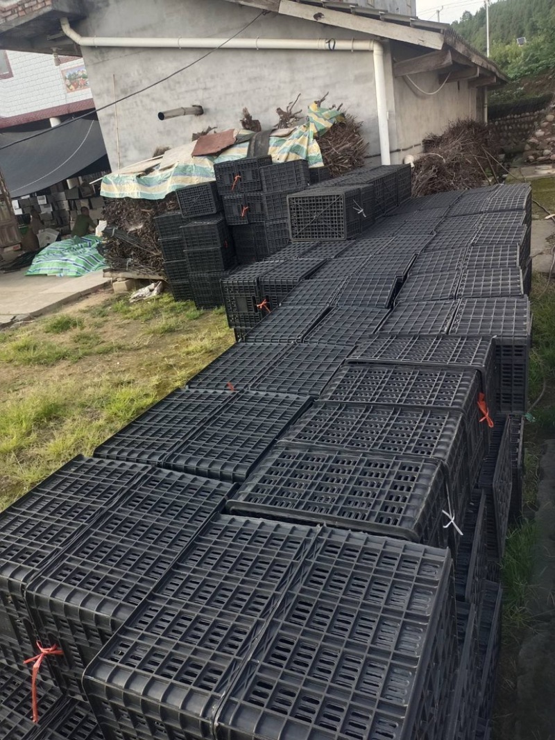 苍溪脆红李大量上市中需要的老板联系价格美丽