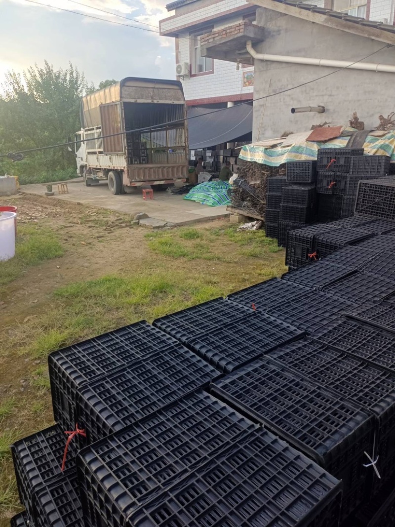 苍溪脆红李大量上市中需要的老板联系价格美丽