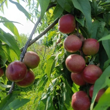 珍珠枣油桃大量上市中有需要联系我