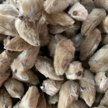 辛夷花【包邮】三斤起发货可批量可零售量大从优