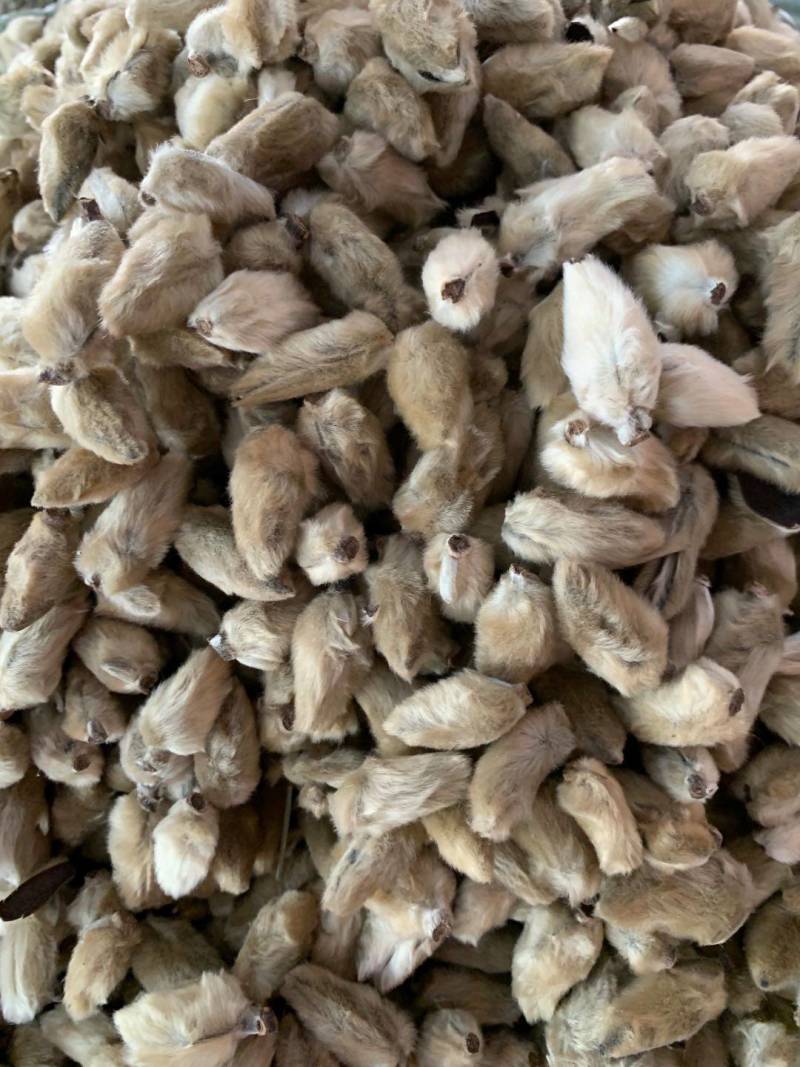 辛夷花【包邮】三斤起发货可批量可零售量大从优