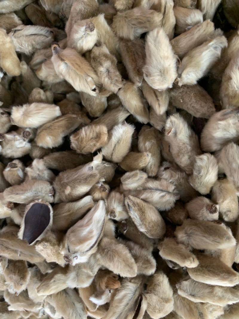 辛夷花【包邮】三斤起发货可批量可零售量大从优