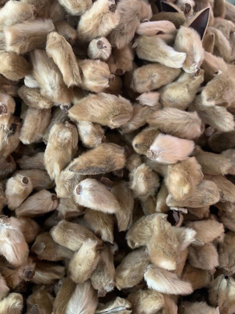 辛夷花【包邮】三斤起发货可批量可零售量大从优