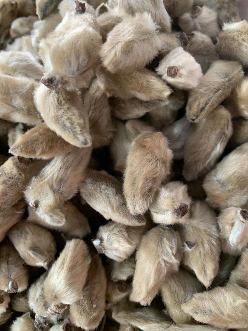 辛夷花【包邮】三斤起发货可批量可零售量大从优