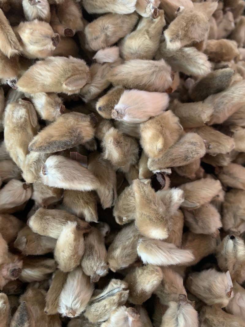 辛夷花【包邮】三斤起发货可批量可零售量大从优