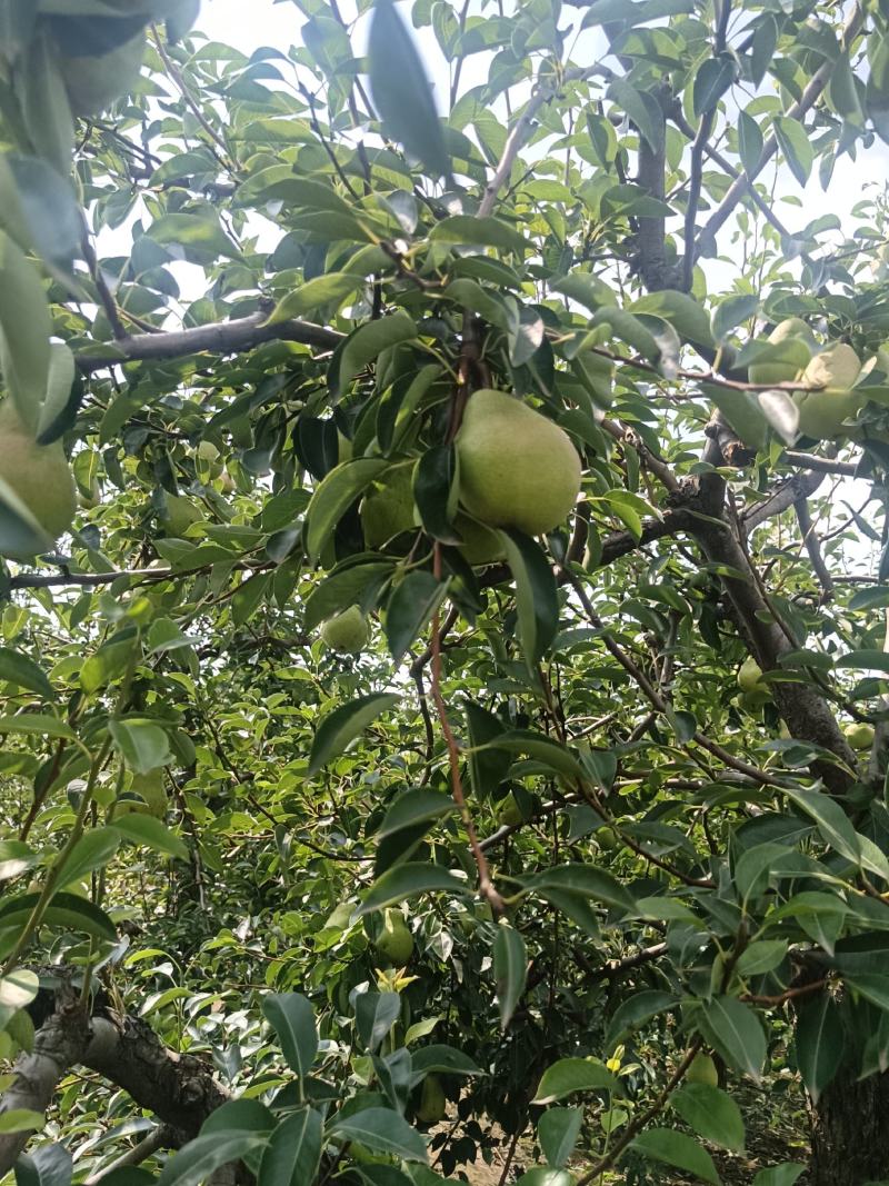 陕西山区光果香蕉梨，香甜软糯，货源充足，现摘现卖