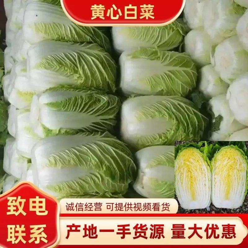 【黄心大白菜】山东白菜产地发货保质保量要的联系