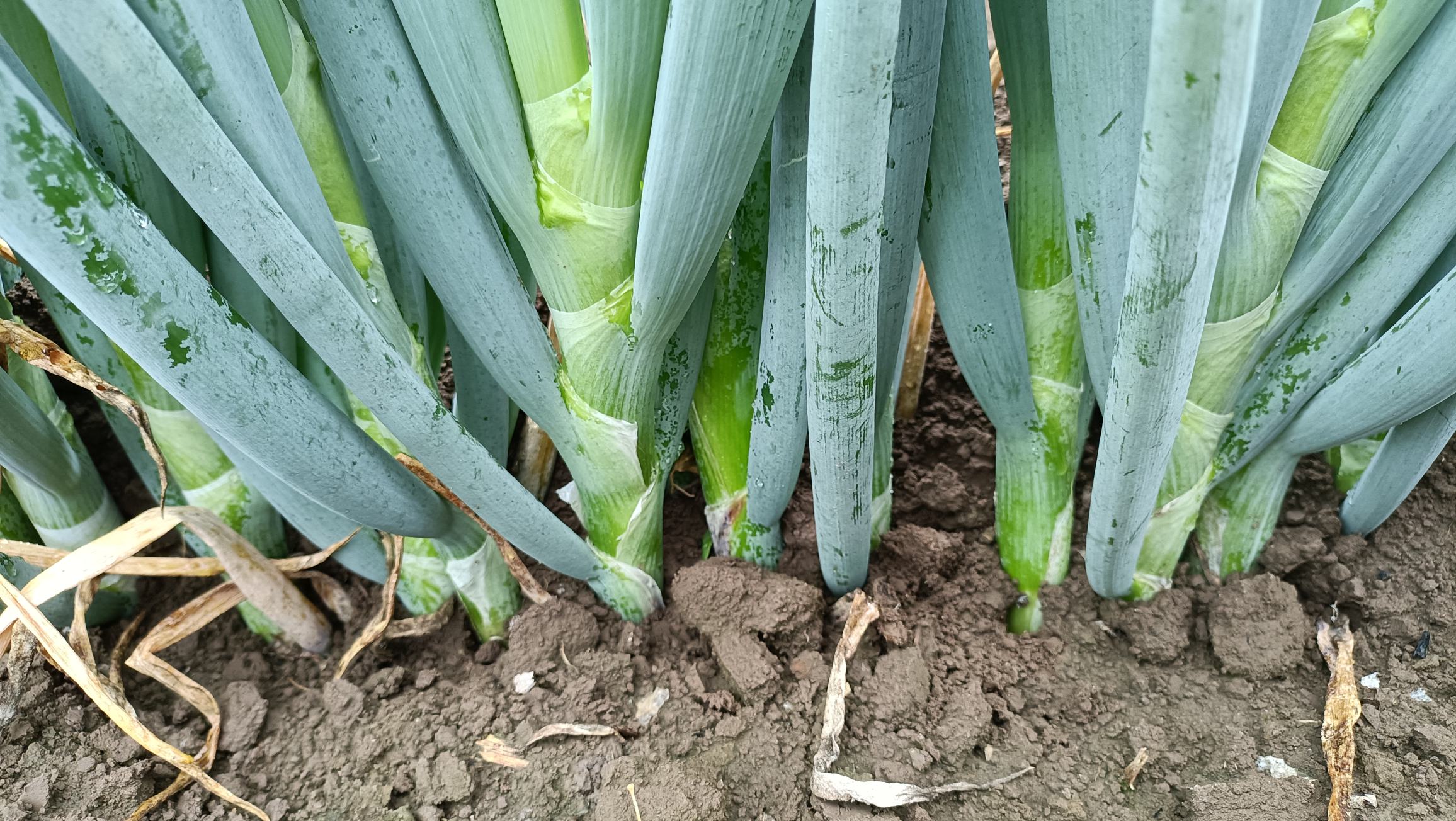 钢葱种植示意图
