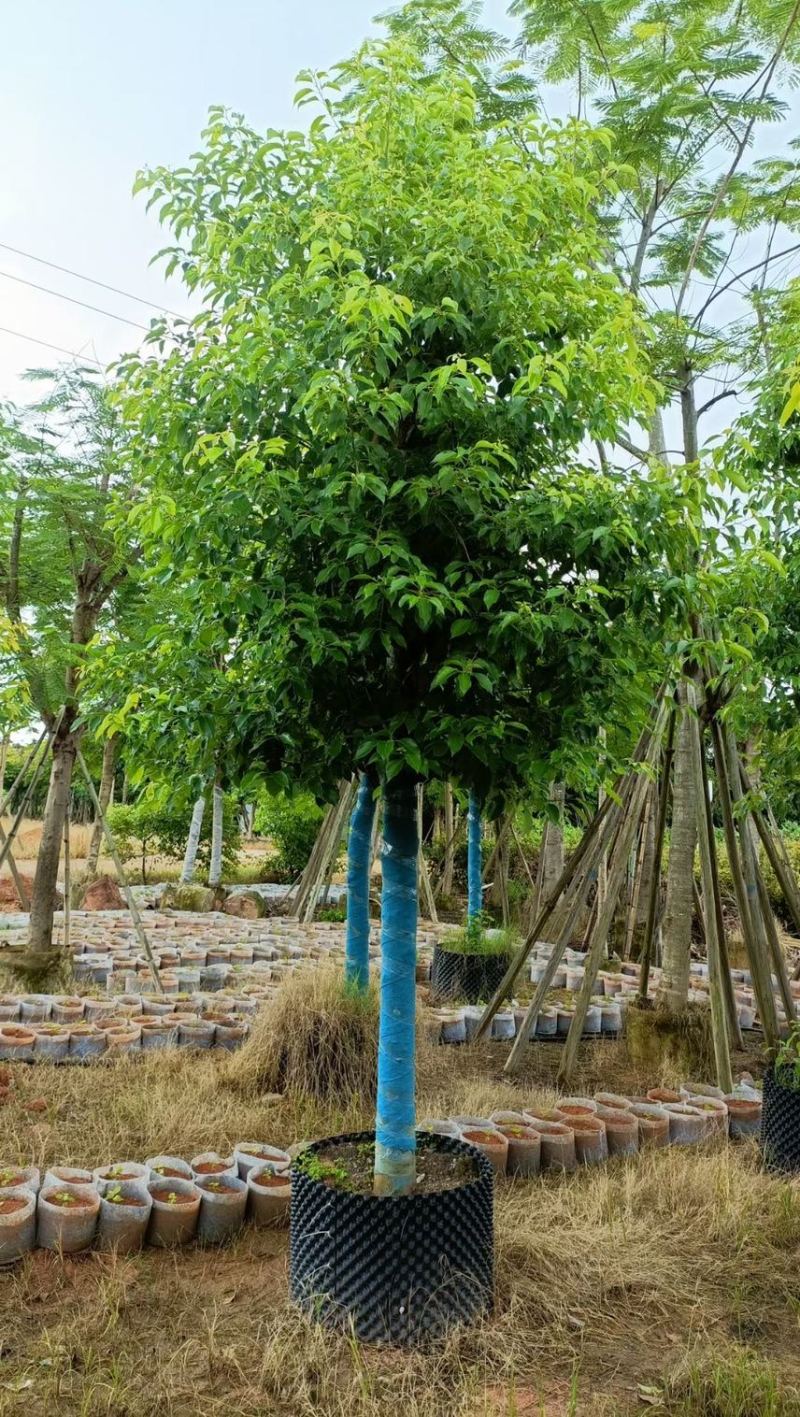 大量香樟12-15-18，低价出售，各种规格齐全