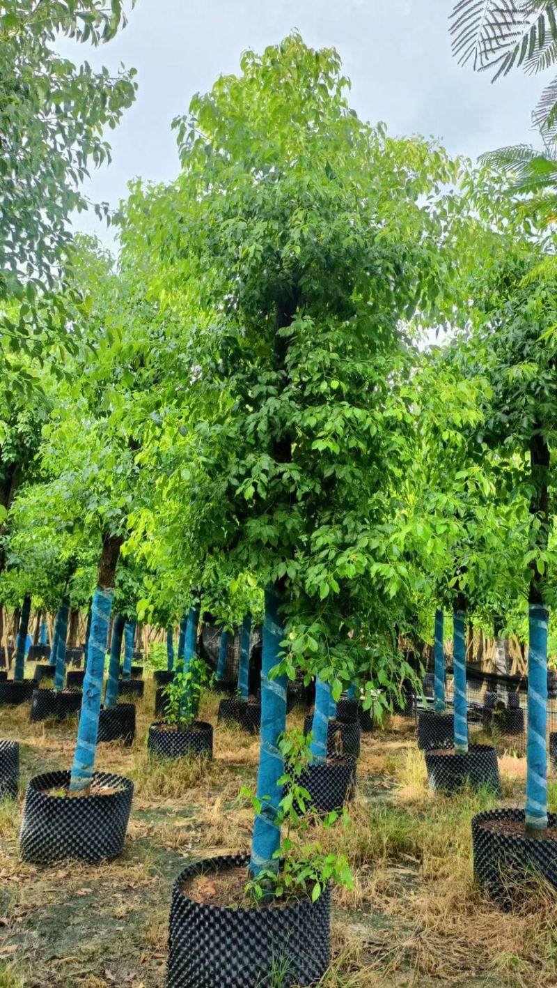 大量香樟12-15-18，低价出售，各种规格齐全
