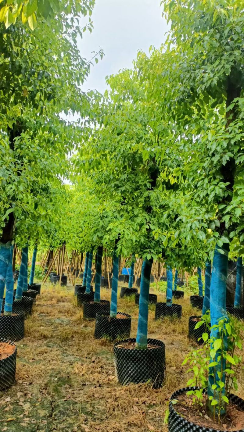 大量香樟12-15-18，低价出售，各种规格齐全