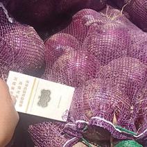 精品紫葱