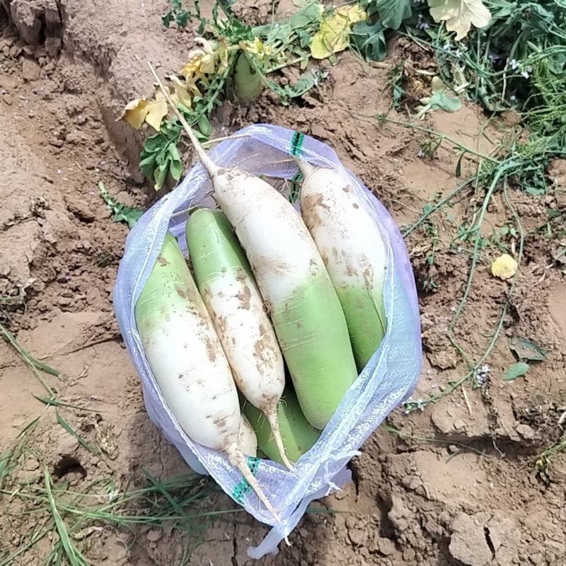 青萝卜