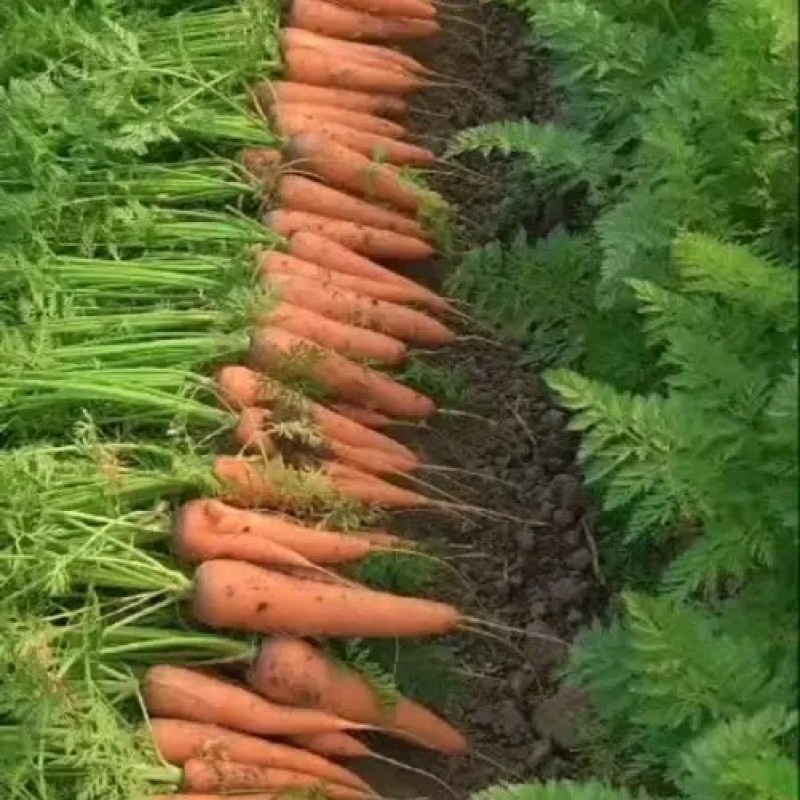 红萝卜