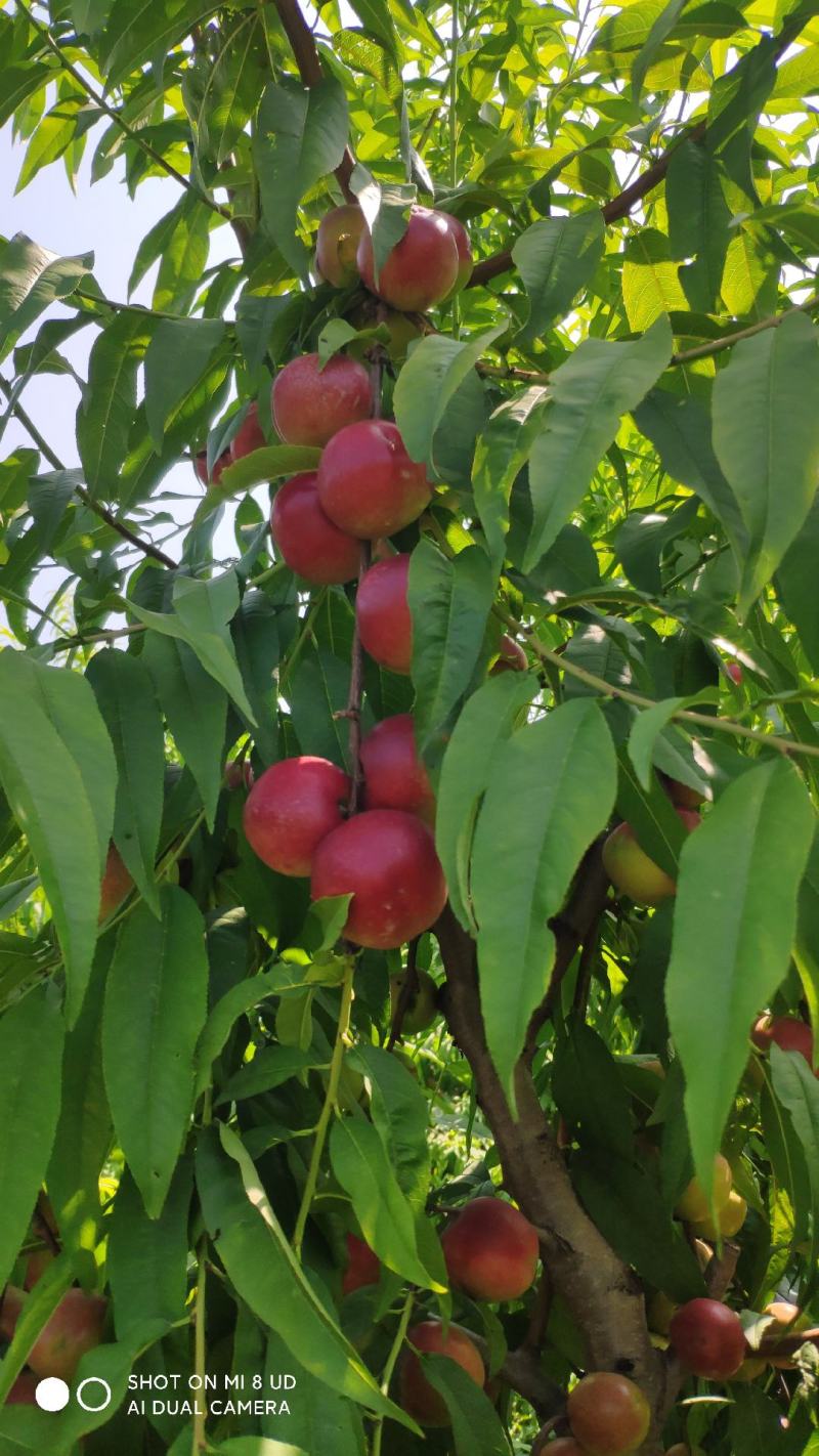 珍珠枣油桃大量供应