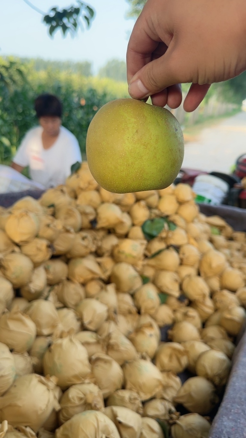 【梨】精品翠冠梨大量上市皮薄多汁！口感酥脆！