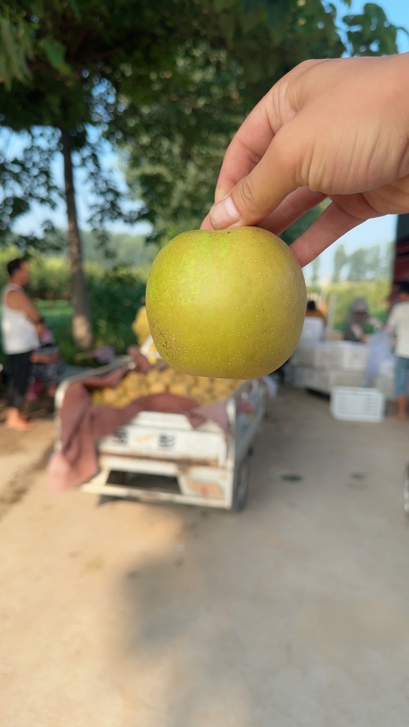 【梨】精品翠冠梨大量上市皮薄多汁！口感酥脆！