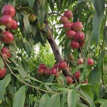 珍珠枣油桃大量供应