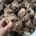 中药材重楼片七叶一枝花中草药材蚤休草河车重楼