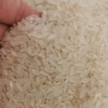 东北大米五常稻花香新米货源稳定量大优惠欢迎咨询