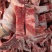 多肉龙骨块一件20斤现货批发